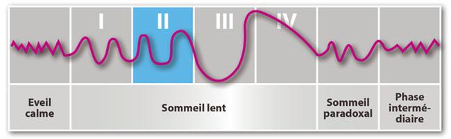 Phase de sommeil lent léger : stade 2
