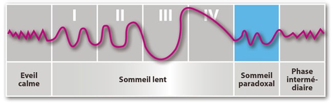 Phase de sommeil paradoxal REM - Sommeil.org