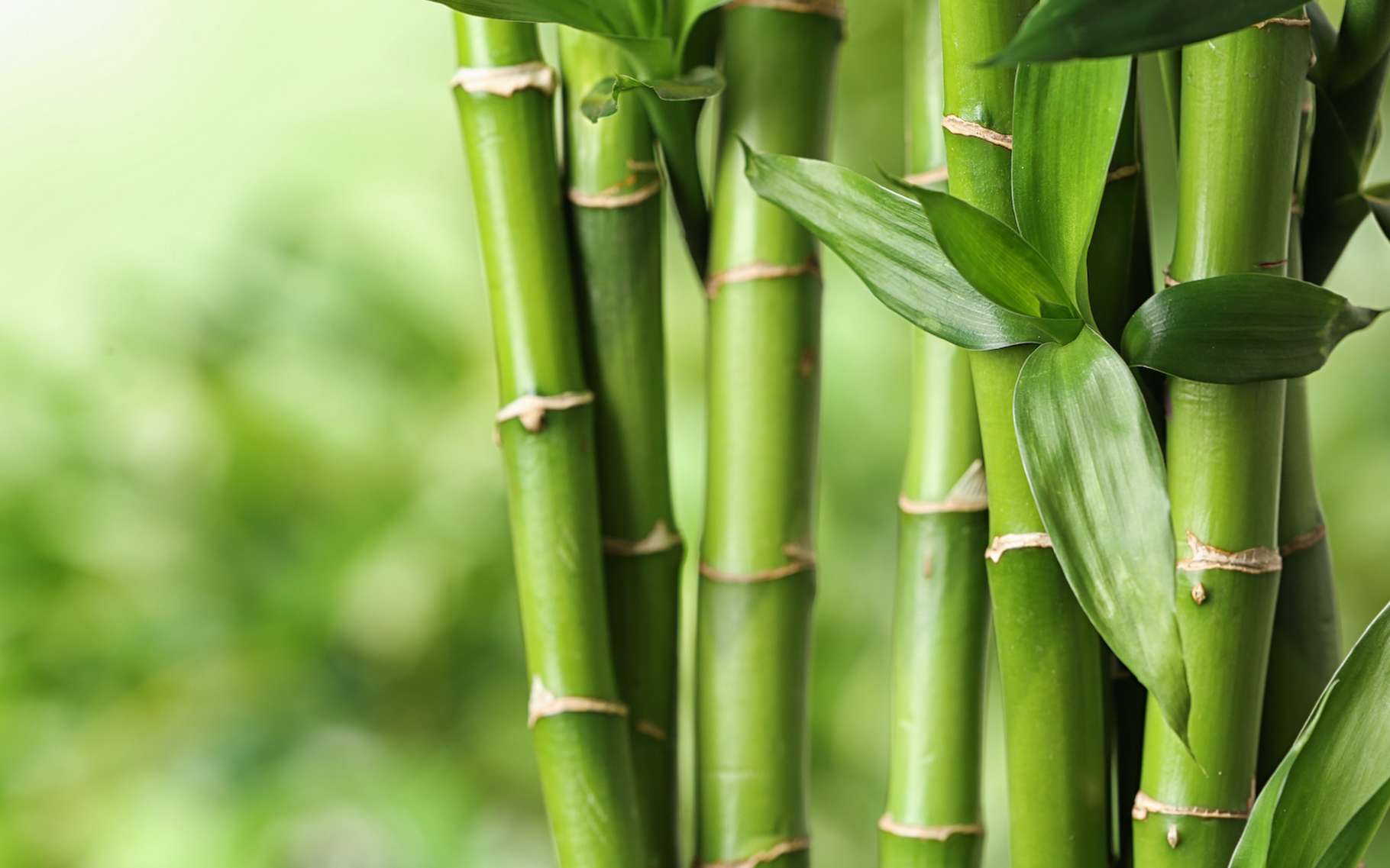 couettes bambou avantages