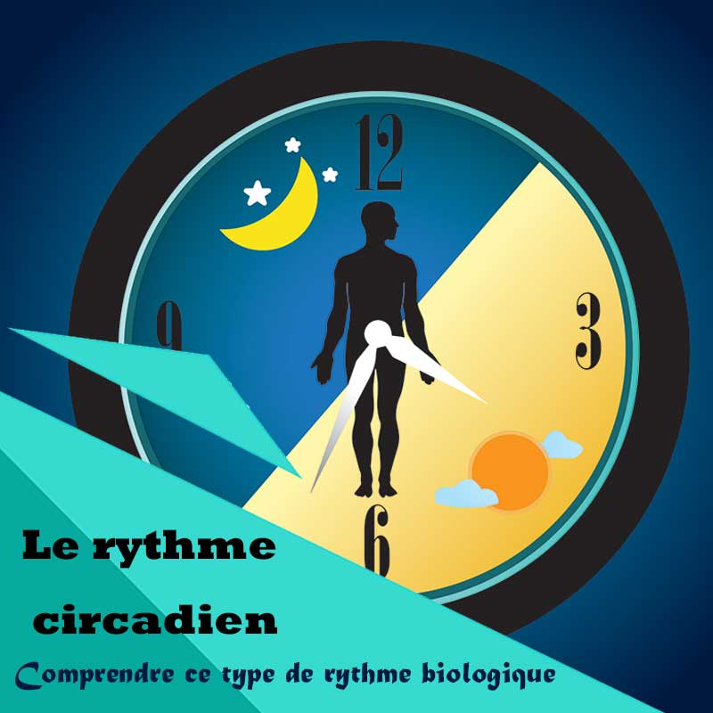 Le rythme circadien  comprendre ce type de rythme biologique