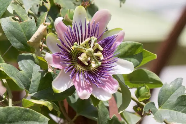 passiflore dans votre routine de sommeil