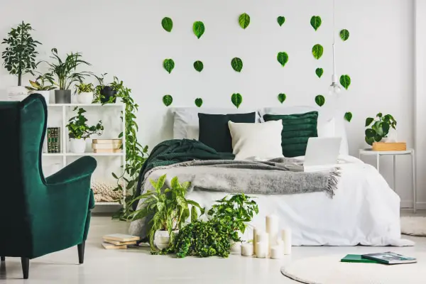 plantes vertes idéales pour votre chambre